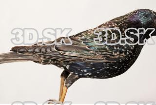 Starling-Sturnus vulgaris 0036